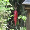 🎏🎏Colored Koi Fish Wind Chime