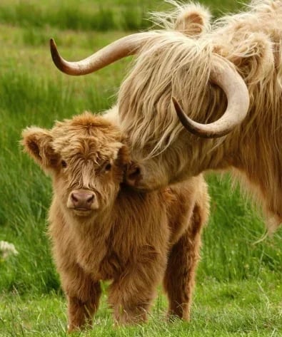 🎁El Mejor Regalo Para Niños🐏2024 Horizontaly® Ganado Escocés De Las Tierras Altas Hecho A Mano