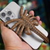 🔥Limited edition movie premiums🎄Facehugger Phone Holder-Buy 2 Free Shipping