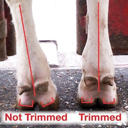 Hoof Trimming Disc