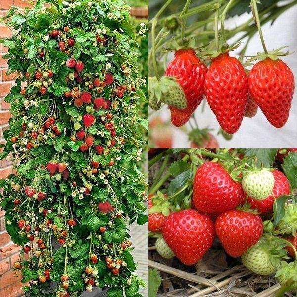 Last Day Sale 50% Off - 🔥Strawberry Tree Seeds⚡Free shipping for three items