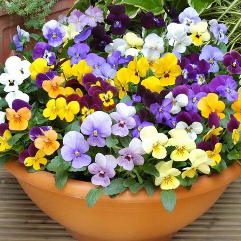 💐Last Day 70% OFF-Outdoor Artificial Pansy Flowers