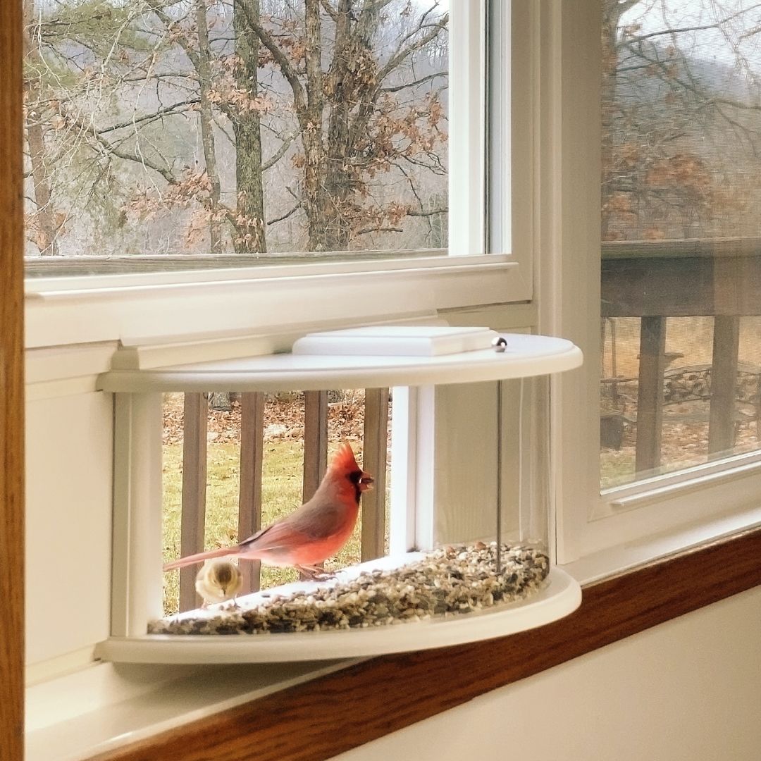 Window Bird Feeder-180° Clear View