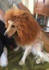 🔥2024 Hot Sale🦁Cosplay Lion Mane Costume🐾