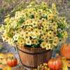💥Upgraded high-grade material 🌱UV Resistant Lifelike Artificial Flowers