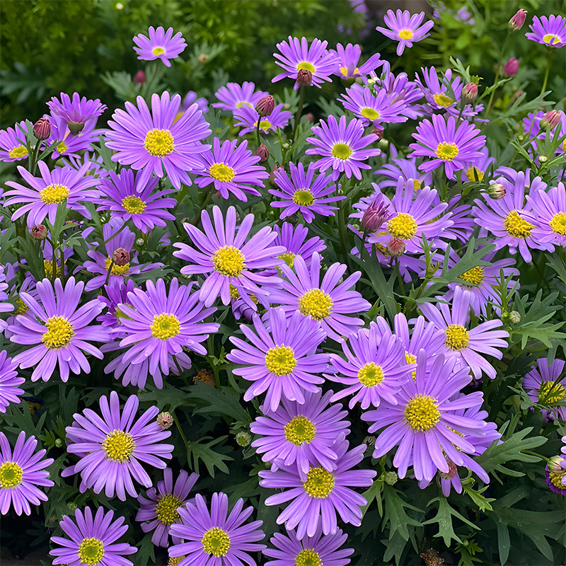 Last Day Sale 50% Off - 🔥Pyrethrum Daisy Seeds⚡Buy 1Get 1