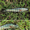 🎣 Summer Sale-50% OFF🐠FishWishRod™- Lifelike Swimbait