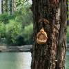 Tree Face Bird Feeder, Tree Faces Decor Outdoor, Tree Hugger Yard Art Garden Decoration, Funny Tree Decorations Outdoor Statues Old Man Tree Art