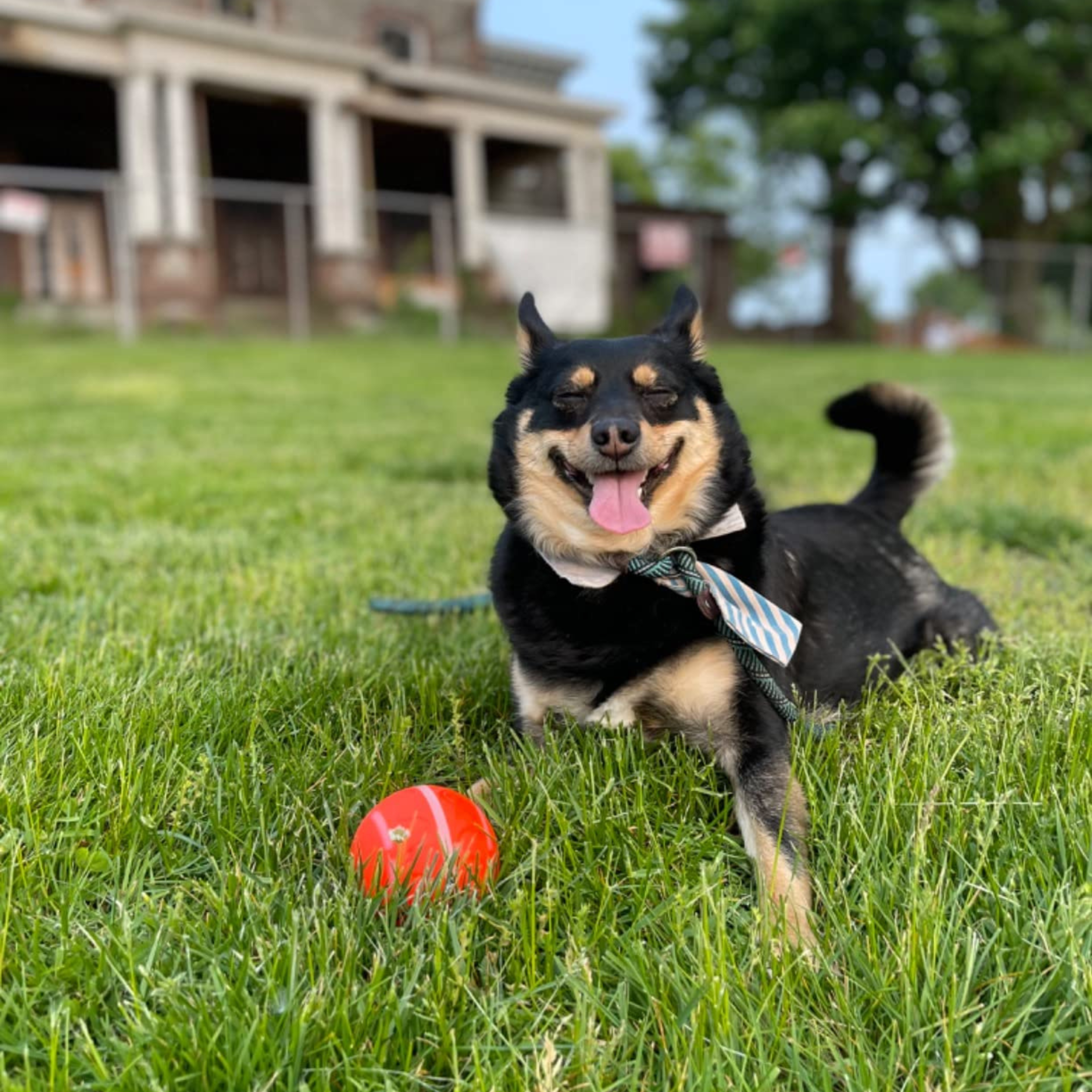 🔥LAST DAY SALE 70% OFF💥Chewie Viral Bouncing Ball