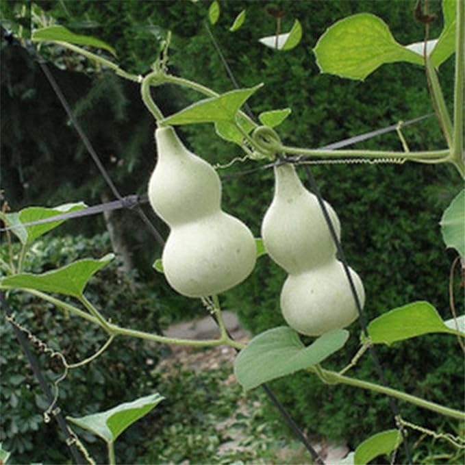 🔥Natural Bottle Gourds Craft Dried Cleaned Calabash Cucurbit DIY Home Decor