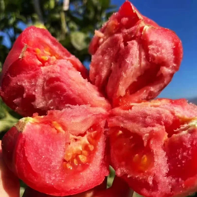 Last Day Sale 50% Off - 🔥Pink Tomato Seeds⚡Free shipping for three items