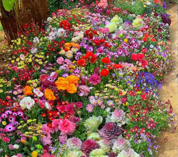 Last Day Promotion 70% OFF - 🔥Mixed Perennial Flowers Seeds-Over 60 kinds mixed⚡Buy 2 Get Free Shipping