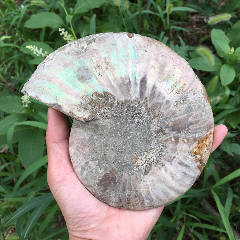 🔥Handmade Natural Rare Ammonite Fossil Conch - Ready For Ship