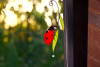 💝2023 Mother's Day Save 48% OFF🎁Handamade Stained Glass Ladybug Window Hanging(BUY 2 GET FREE SHIPPING)