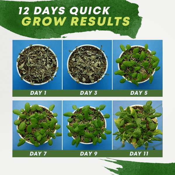 Plant Nutrient Solution(BUY 3 GET 1 FREE)