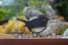 🎖️July 4th Flash Sale: 50% OFF Sitewide! 💕My Little Robin •Garden Bird •Garden Ornament • Garden Metal Art