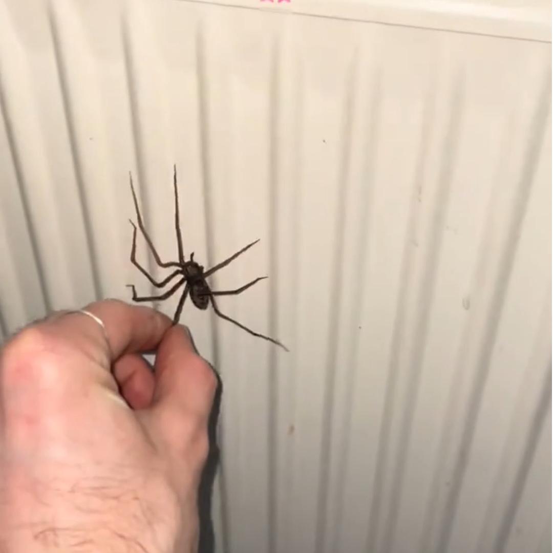 Last Day 70% OFF🔥Realistic Giant House Spider Fridge Magnet