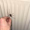 Last Day 70% OFF🔥Realistic Giant House Spider Fridge Magnet