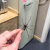 Last Day 70% OFF🔥Realistic Giant House Spider Fridge Magnet