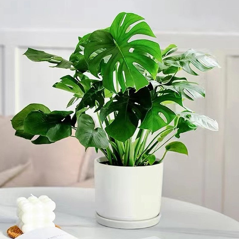 Last Day 70% OFF🔥Fast-Acting Nutrient Solution for Plants