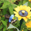 (💗Mother's Day Gift-40% OFF) Solar Dancing Hummingbird With Sunflower-BUY 3 GET 1 FREE&FREE SHIPPING