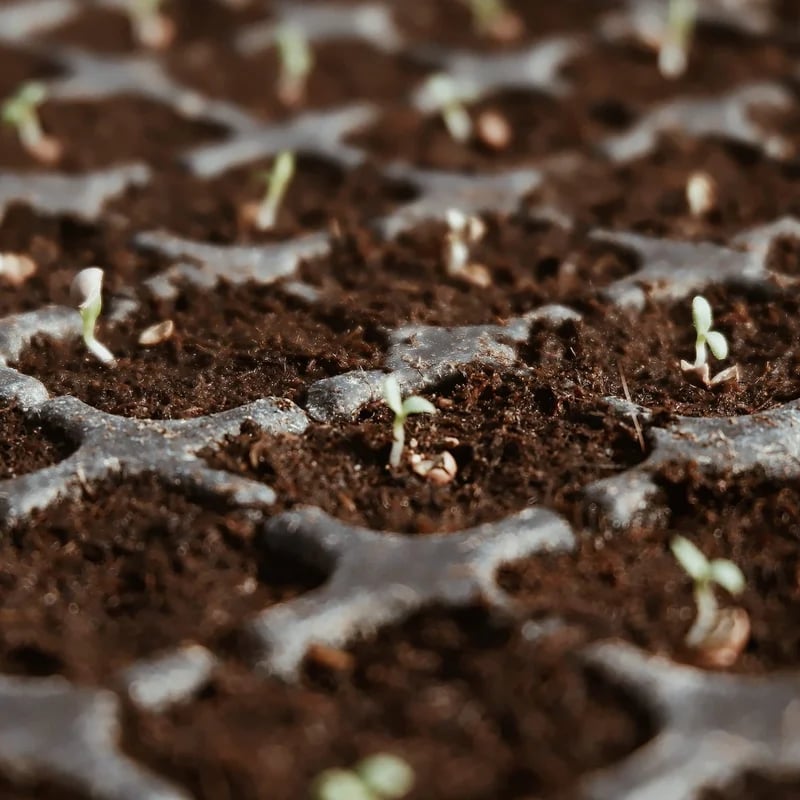 🎁TikTok Last Day Sale - 70% OFF🔥Premium Organic Coconut Coir Bricks for Plants(Collected from Pacific island countries)🥥