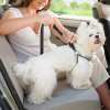 🔥Hot Sale 49% OFF-Adjustable Elastic Dog Seat Belt🎉BUY 2 FREE SHIPPING🎉