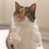💥3D Printed Spoof Cat Hanging Neck Muscle Arm