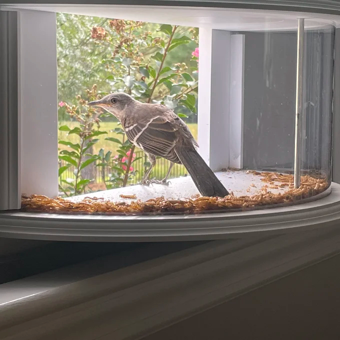 Window Bird Feeder-180° Clear View