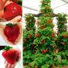 Last Day Sale 50% Off - 🔥Strawberry Tree Seeds⚡Free shipping for three items