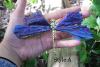 💜🦋AURA TOURMALINE KYANITE DRAGONFLY