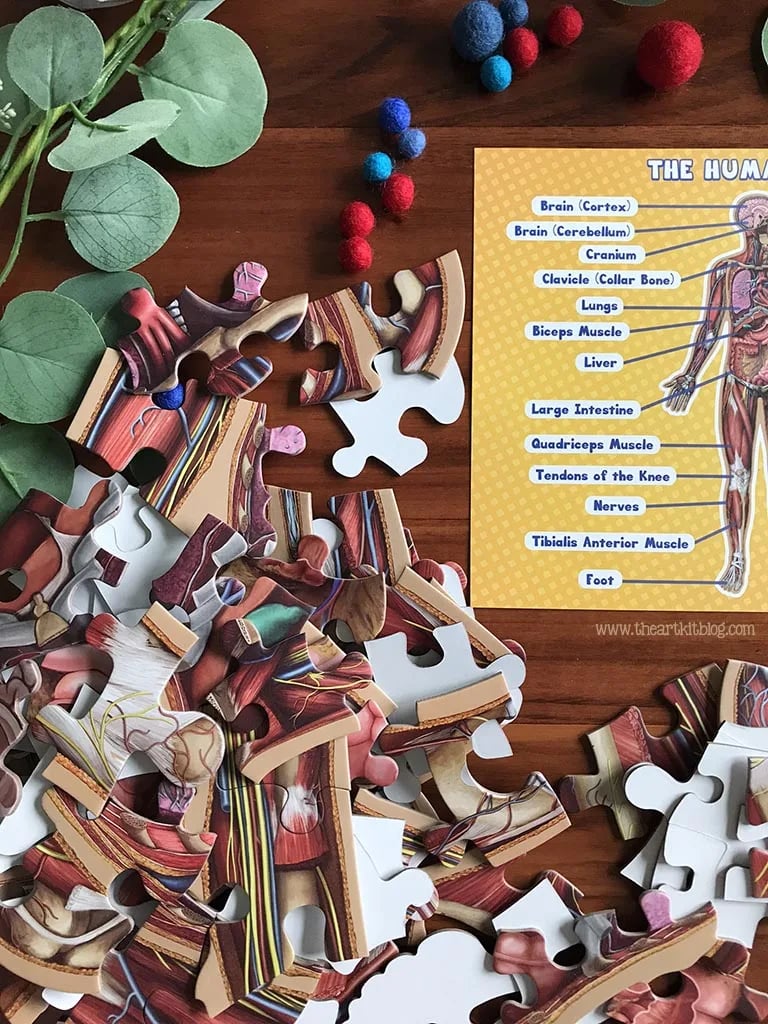 ⏰LAST DAY SALE 50% OFF🔥Kid's 100 Piece Human Body Floor Puzzle