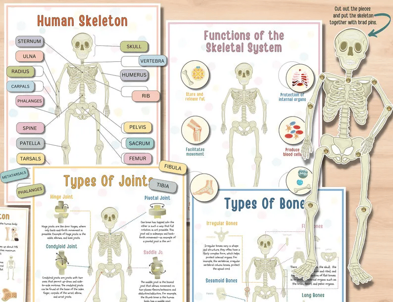 🧒Human Anatomy Busy Book