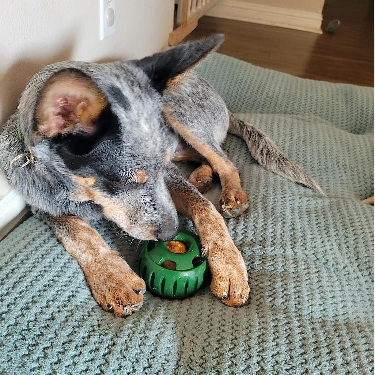 🐶The Pupsicle Pops - Interactive Dog Treat Molds & Chew Toys