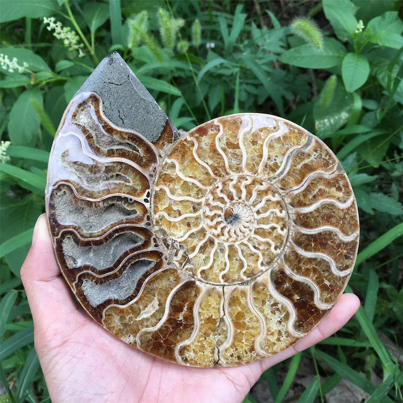 🔥Handmade Natural Rare Ammonite Fossil Conch - Ready For Ship