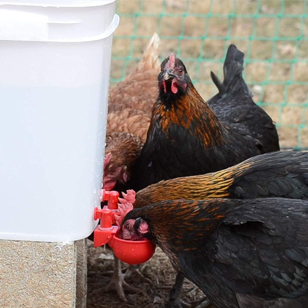 💥Last Day 50% OFF💥Automatic Chicken Water Cup Bird Coop （10 PCS $ 29.99)