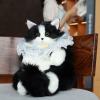 🎁TikTok Last Day Sale - 70% OFF❤️Cute Cat Backpack🐱💕