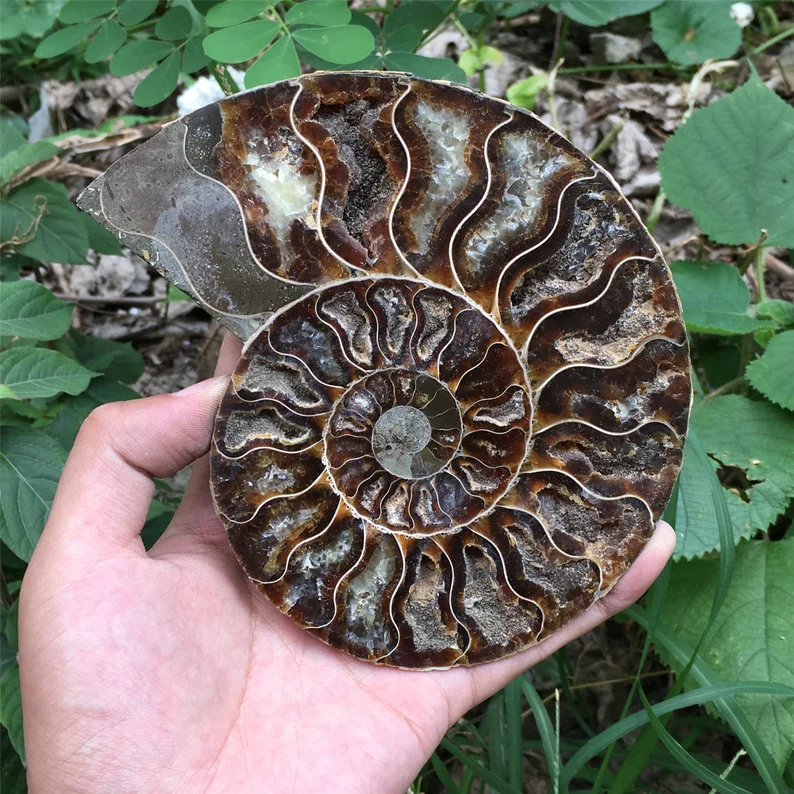 🔥Handmade Natural Rare Ammonite Fossil Conch - Ready For Ship