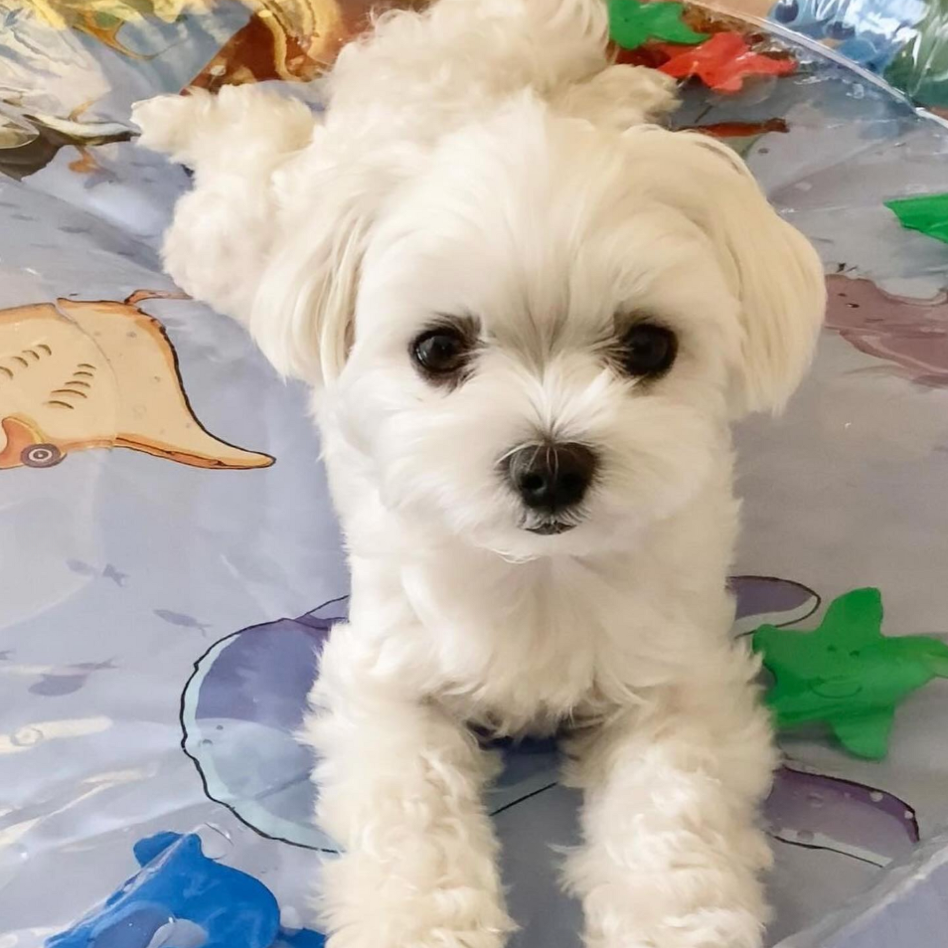 Pet Cooling Water Bed