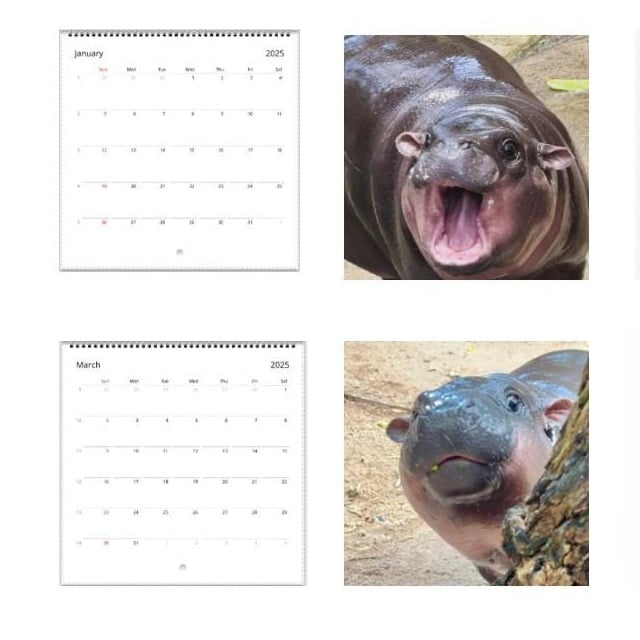 🦛Moo Deng Calendar | 2025 Calendar