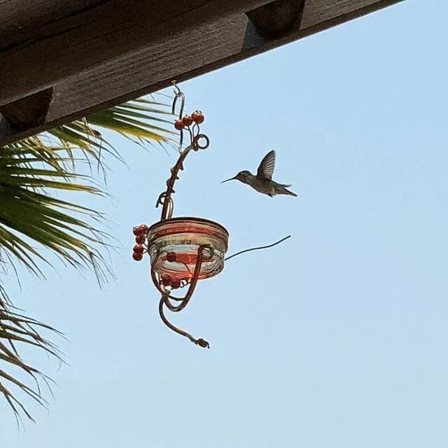 🔥Hot Sale 49% OFF-Red Berries Hummingbird Feeder