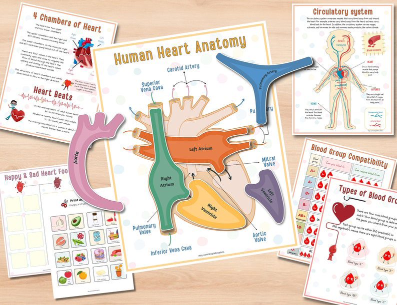 🎁Body Organs Busy Book For Kids🔥Buy 2 Save 20% OFF & Free Shipping