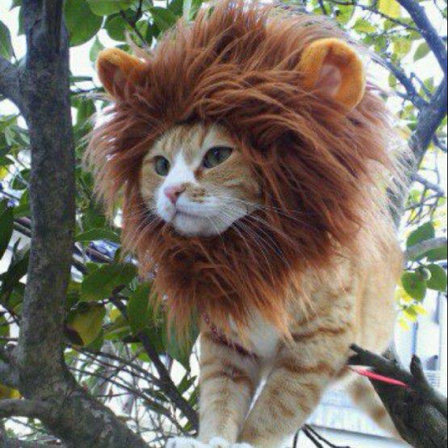 (Christmas Big Sale!- 50% OFF)Lion Mane Pet Wigs With Extra Lion Tail--Buy 2 Free Shipping