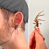 🎃Halloween Pre Sale 50% OFF🕷Realistic Giant House Spider Earrings (1 pcs)