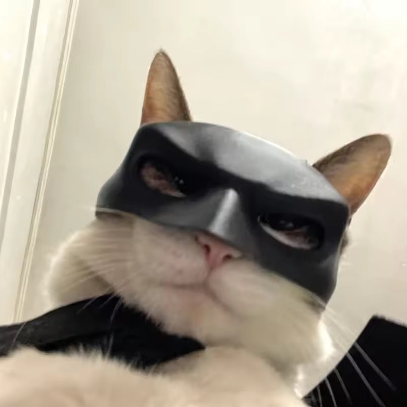 Pet cat handsome bat mask