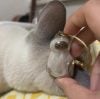Pet Fur Memory Capsule Keychain