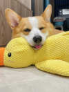 TikTok Last Day Promotion -60% OFF🎉Quack-Quack Duck Dog Toy