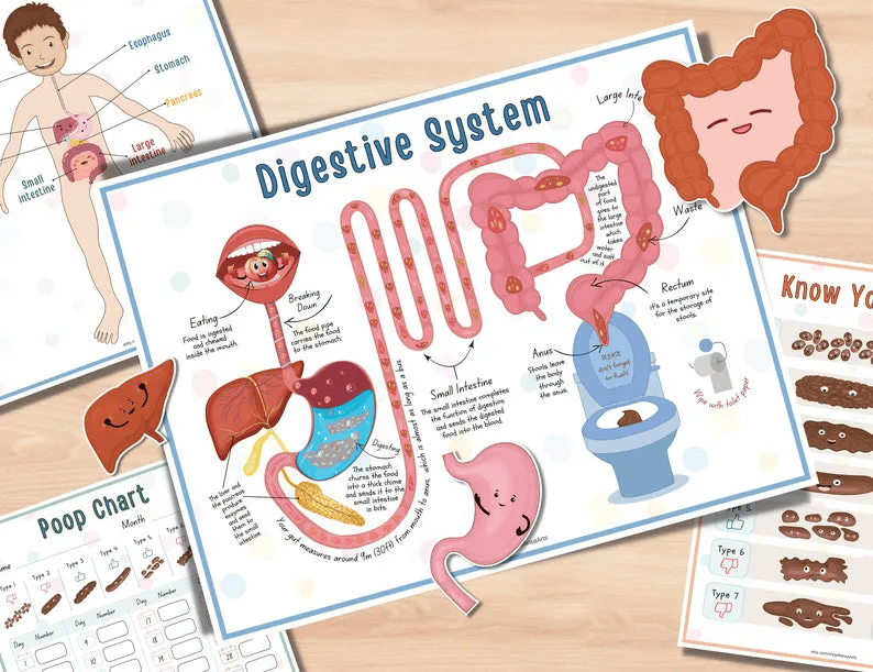 🧒Human Anatomy Busy Book