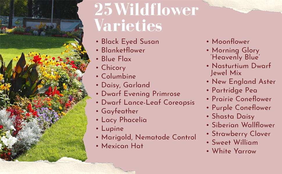 Last Day Sale 70% Off - 🔥wildflower seeds（4oz）⚡Free Shipping