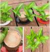 ⚡Last Day Sale - Lucky Brazil Wood Potted Plant